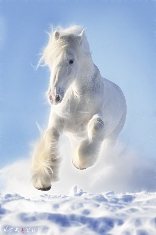 http://www.equestrian.ru/photos/user_photo/2010/c7d81a80.jpg