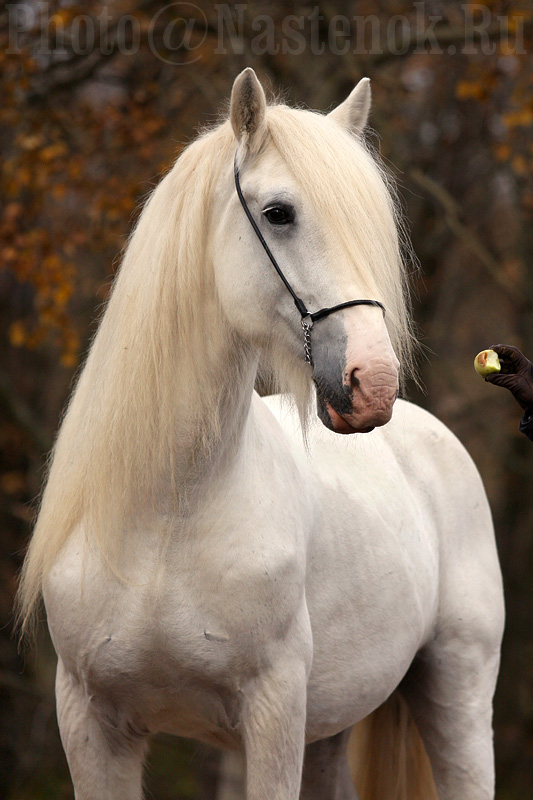 http://www.equestrian.ru/photos/user_photo/2010/dbb8b854.jpg