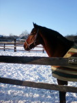 ��� ��� ��� ���� ���������� :) http://www.podkova.by/horse/dendies2000/