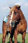 western