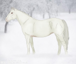 White Thoroughbred Mare