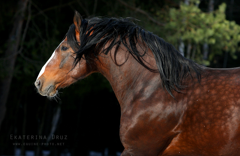 http://www.equestrian.ru/photos/user_photo/2011/2eafe088.jpg