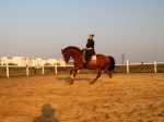 http://horse-way.ru/