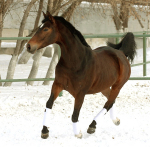 ����-27.02.2011