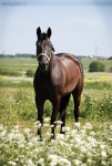 ����� ������� ������ ( www.art-horse.do.am)