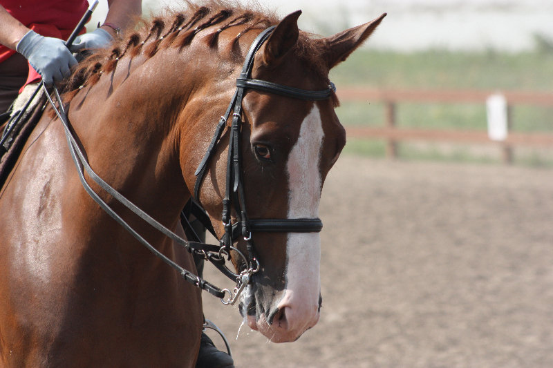 http://www.equestrian.ru/photos/user_photo/2011/9b0f92a5.jpg