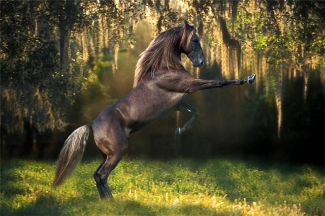 http://www.equestrian.ru/photos/user_photo/2011/af4c5f81.jpg