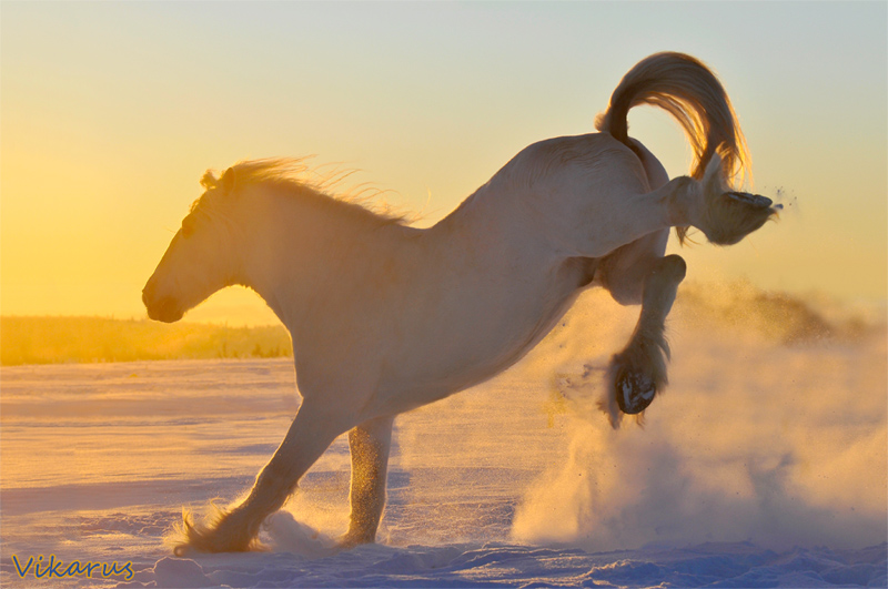 http://www.equestrian.ru/photos/user_photo/2011/cfa533e5.jpg