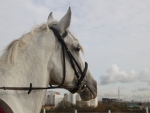 http://horse-way.ru/