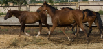 1 ������.=) �� ���?- http://www.equestrian.ru/my/32192/photos/183825