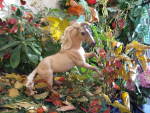 Cheveyo Breyer