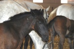 Lipizzan Foal