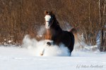 ��������  ������ ������ �, "�������� " ����.���� �������.��� ����   http://mini-pony.ru/