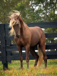 Rocky Mountain Horse