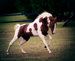Tennessee Walking Horse