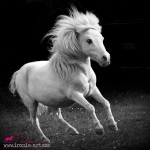 Part Bred American Bred Fallabella