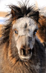 �������� �� ���� �/� "�������" - www.mini-pony.ru