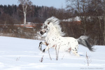  �� "������". www.kskverona.ru