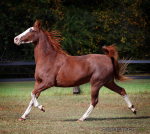 Tennessee Walking Horse