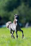Изящная,породная кобылка Американская миниатюрная лошадь.Рождена в ЧК Идальго.
