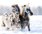 �������� �� ���� �/� "�������" - www.mini-pony.ru