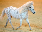 �������� �� ���� �/� "�������" - www.mini-pony.ru