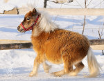 �������� �� ���� �/� "�������" - www.mini-pony.ru