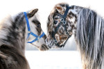 �������� �� ���� �/� "�������" - www.mini-pony.ru