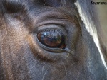 Фотография сделана летом 2012 года, на фотографии лошадь по кличке Османия