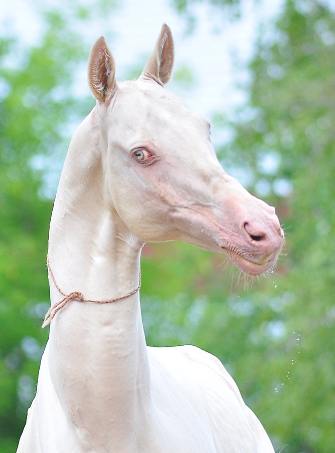 Ахалтекинская - фотографии - equestrian.ru