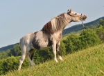 Американская миниатюрная лошадь, матка ПФ Идальго.