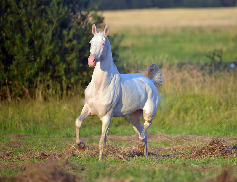 Ахалтекинская - фотографии - equestrian.ru