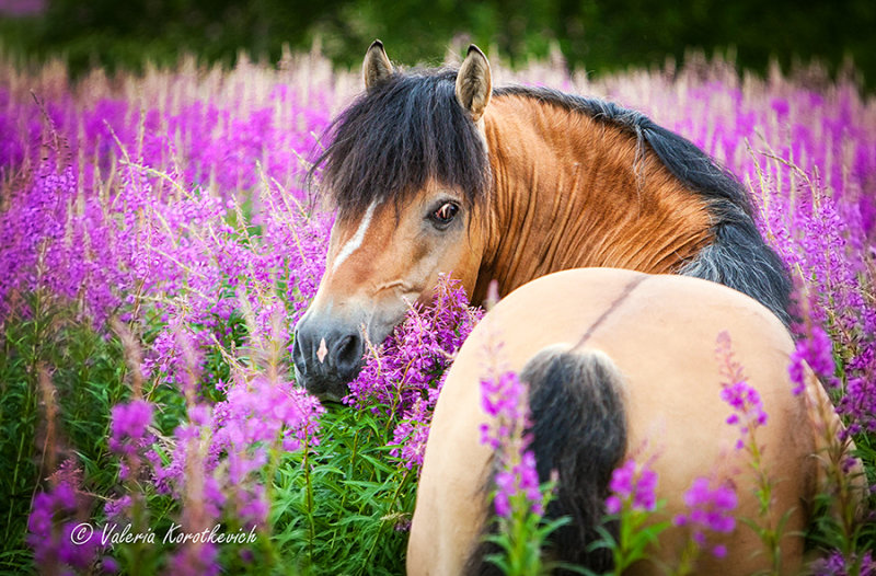 Белорусская упряжная фотографии equestrian.ru