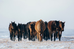 Табун карачаевских лошадей