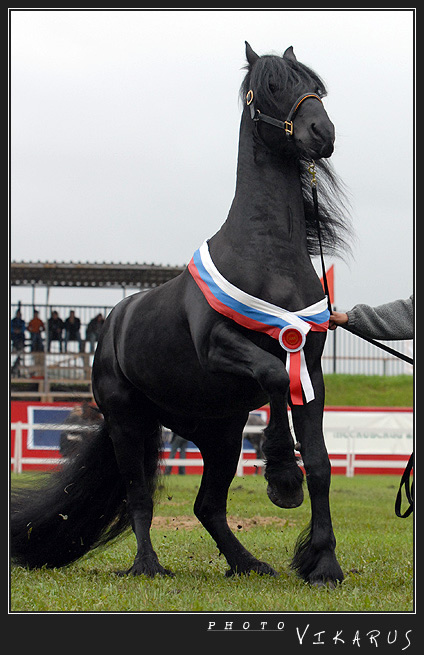 http://www.equestrian.ru/photos/user_photos/a_08c914.jpg