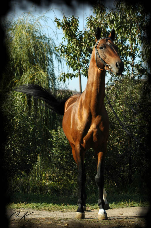 http://www.equestrian.ru/photos/user_photos/a_08f230.jpg