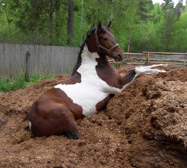 http://www.equestrian.ru/photos/user_photos/a_0f0dd7.jpg