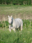 зелёная луговая трава и солнечно-белая лошадь...