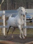 http://www.equestrian.ru/photos/user_photos/a_23d55d_sm.jpg