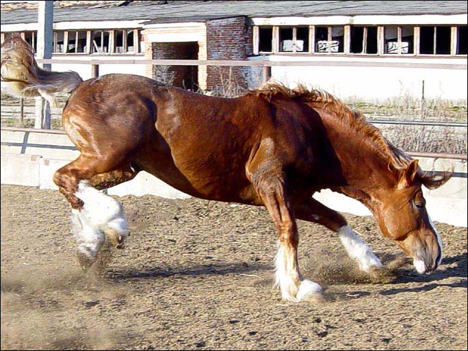 http://www.equestrian.ru/photos/user_photos/a_246374.jpg