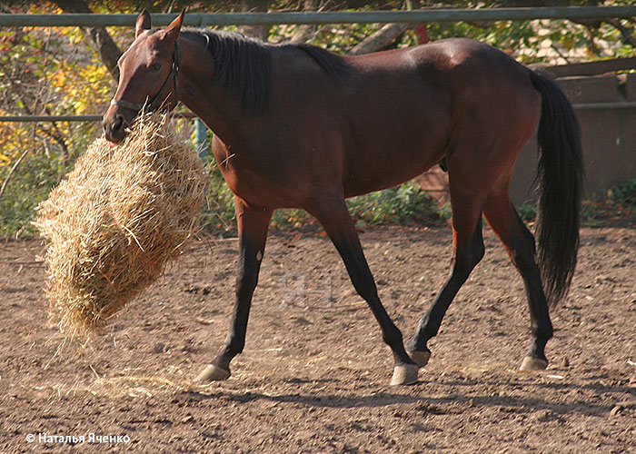 http://www.equestrian.ru/photos/user_photos/a_3f5ad6.jpg