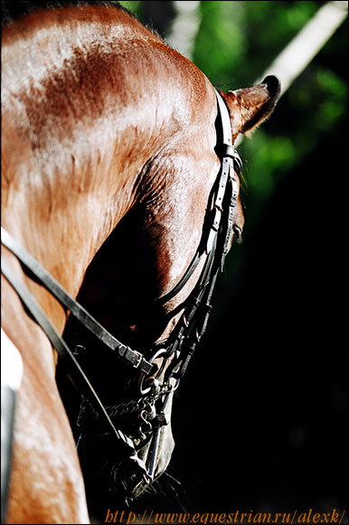 http://www.equestrian.ru/photos/user_photos/a_498337.jpg