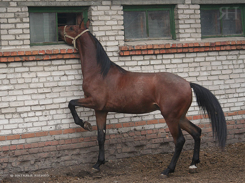 http://www.equestrian.ru/photos/user_photos/a_545282.jpg