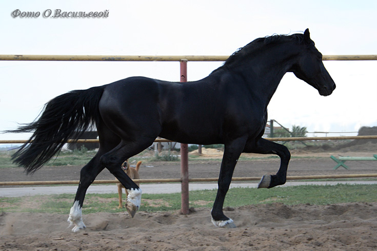 http://www.equestrian.ru/photos/user_photos/a_5765c9.jpg