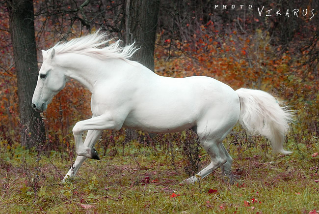 http://www.equestrian.ru/photos/user_photos/a_623bc9.jpg