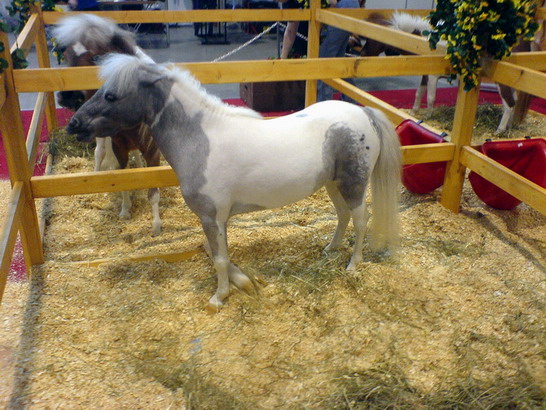 http://www.equestrian.ru/photos/user_photos/a_635ec5.jpg