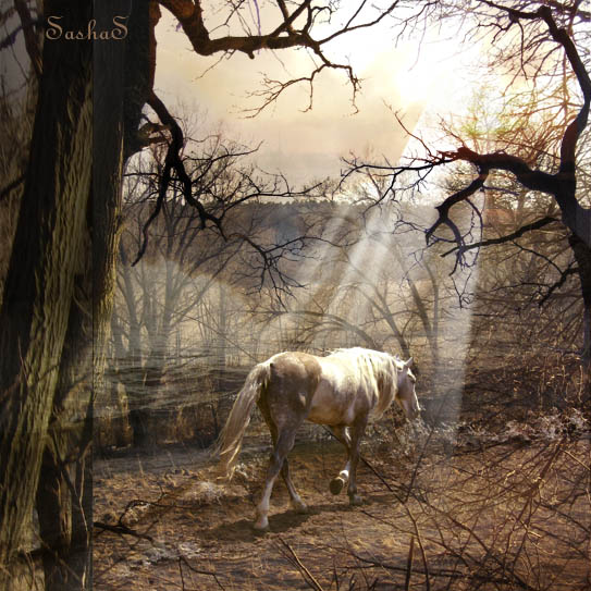 http://www.equestrian.ru/photos/user_photos/a_69b2bc.jpg