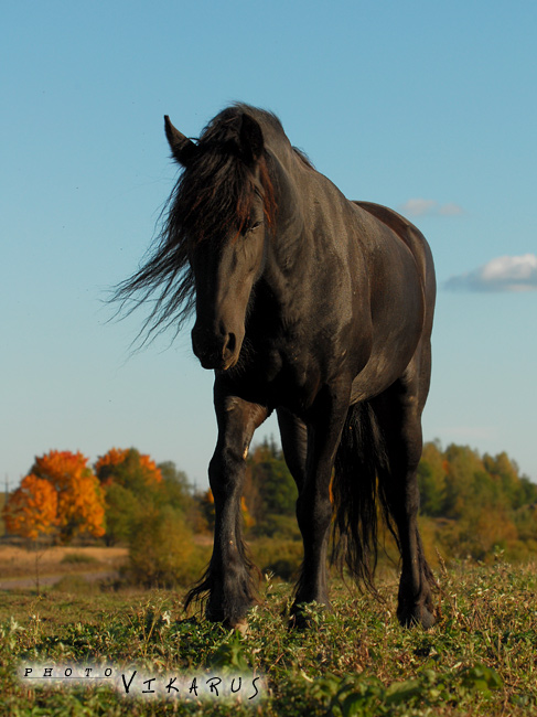 http://www.equestrian.ru/photos/user_photos/a_6e747c.jpg