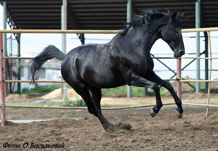 http://www.equestrian.ru/photos/user_photos/a_77379b.jpg