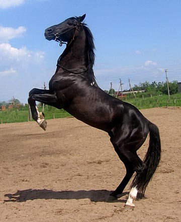 http://www.equestrian.ru/photos/user_photos/a_7a468d.jpg